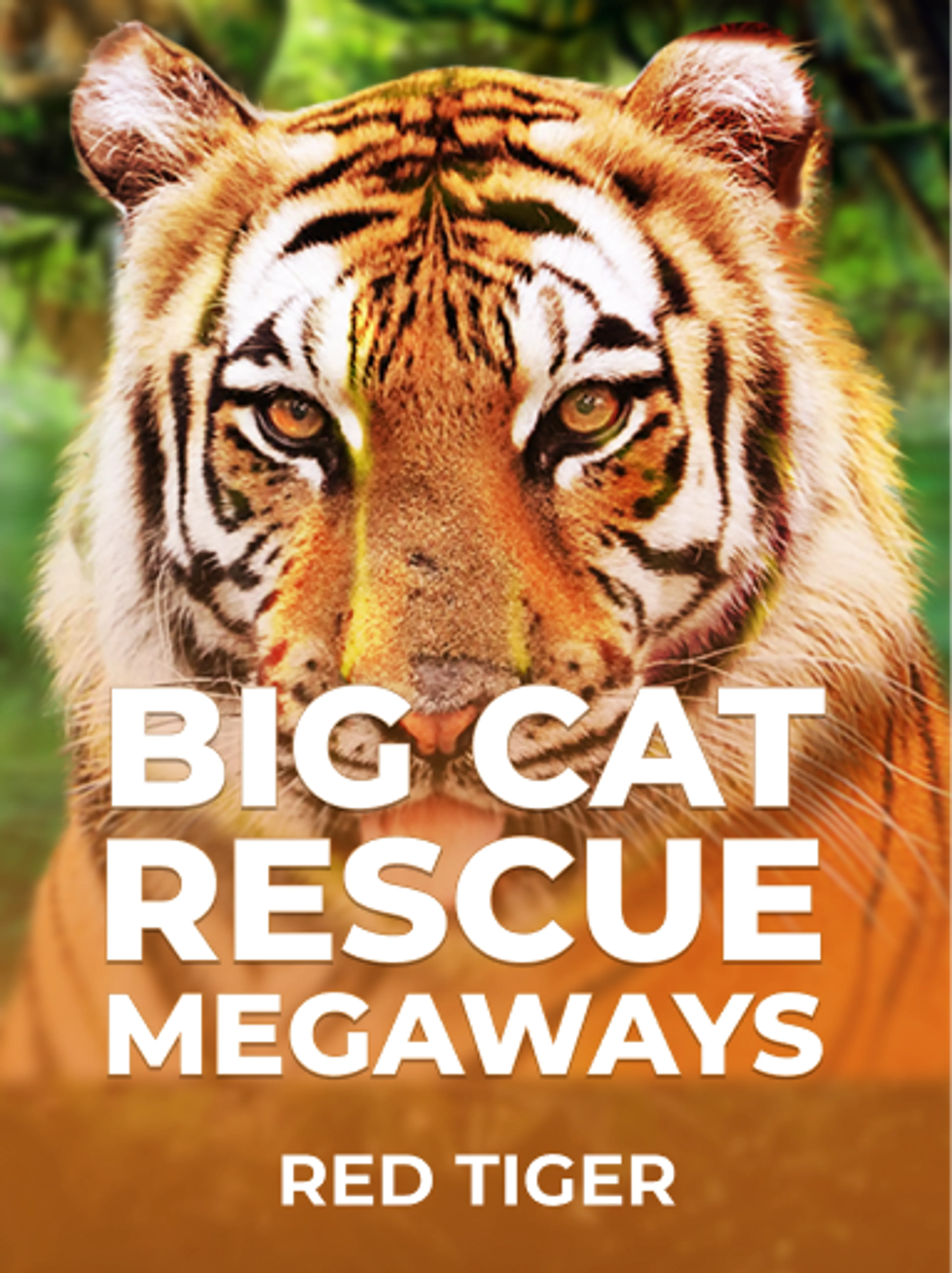 Jogue Big Cat Rescue MegaWays da Red Tiger